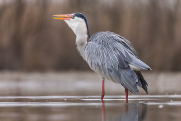 Grey Heron