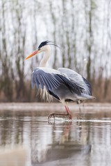 Grey Heron