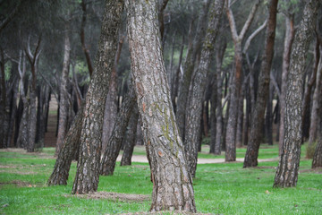 RITMO DEL BOSQUE