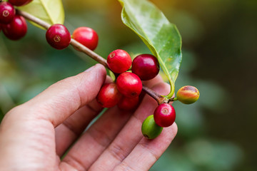 Coffee beans ripening on tree in North of thailand