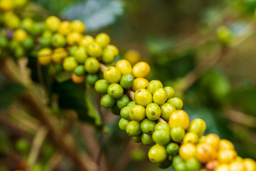 Coffee beans ripening, fresh coffee,red berry branch