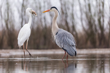 Obraz premium Grey Heron