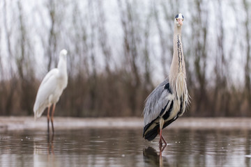 Obraz premium Grey Heron
