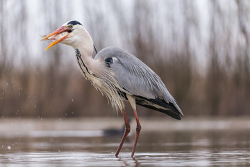 Grey Heron