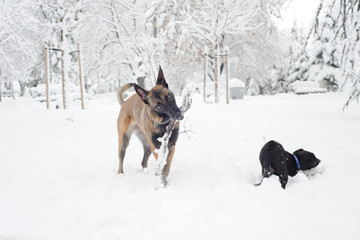 Fototapeta na wymiar mammal, animal, dog, malinois, white, snow, winter, nature, belgian malinois, meadow, park, chain, purebred, working dog, obedient, young, canine, cute, cold, sheepdog, bushes, fawn, landscape, posing