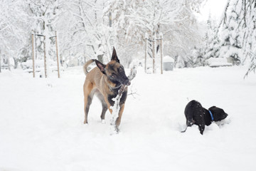 mammal, animal, dog, malinois, white, snow, winter, nature, belgian malinois, meadow, park, chain, purebred, working dog, obedient, young, canine, cute, cold, sheepdog, bushes, fawn, landscape, posing
