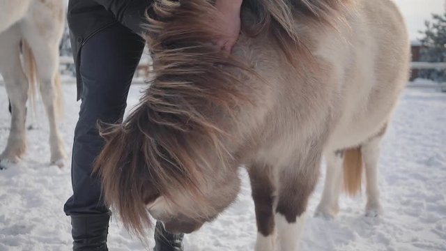 Unrecognized man strokes muzzle adorable small pony at a ranch close up. Concept of horse breeding