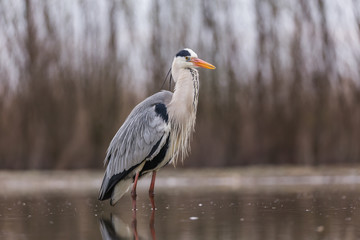 Grey Heron