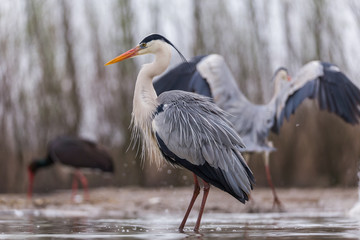 Grey Heron