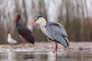 Grey Heron