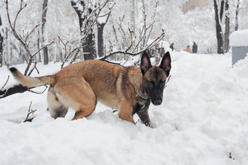 mammal, animal, dog, malinois, white, snow, winter, nature, belgian malinois, meadow, park, chain, purebred, working dog, obedient, young, canine, cute, cold, sheepdog, bushes, fawn, landscape, posing
