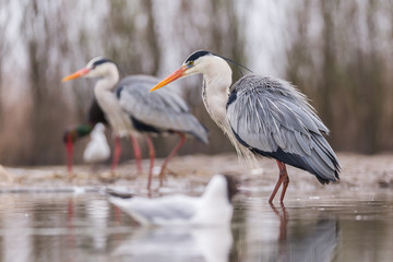 Obraz premium Grey Heron