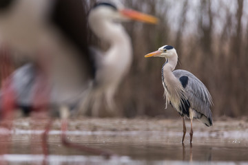 Grey Heron