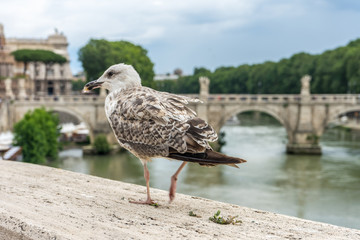 Italy, Rome, Castel Sant Angelo with a bird in foreground,