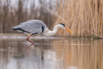 Grey Heron