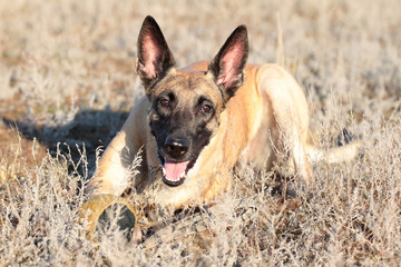 Dog with a ball of breed Belgian Shepherd Malinois in the spring grass