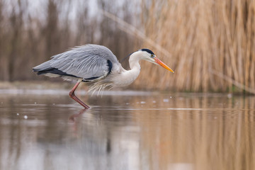 Grey Heron