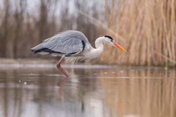 Grey Heron