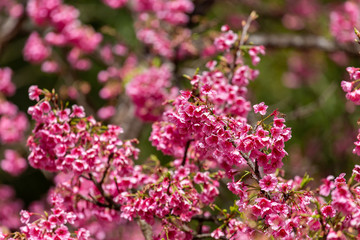 Cherry Blossom and Sakura wallpaper
