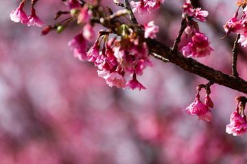 Cherry Blossom and Sakura wallpaper