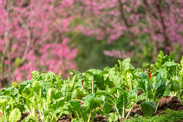 Curly kale on natural organic soil. The kale is a winter vegetable capable
