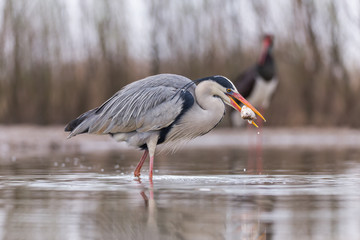 Grey Heron