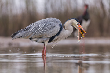 Grey Heron