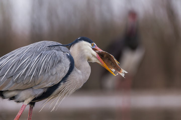 Grey Heron