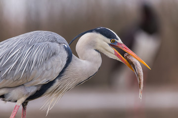 Grey Heron
