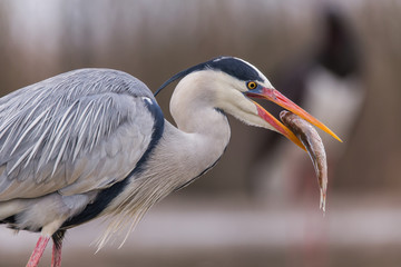 Grey Heron