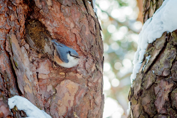 hungry wild bird nuthatch on a tree in spring forest