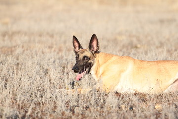 Spring Portrait of a beautiful dog breed Belgian Shepherd Malinois in the grass