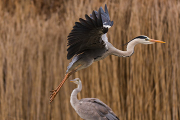 Grey Heron