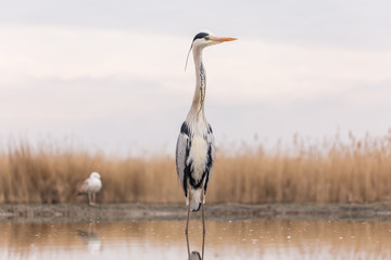 Grey Heron