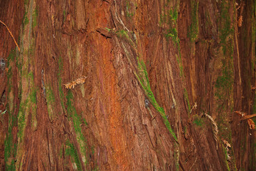Redwoods Treewalk, Rotorua, New Zealand