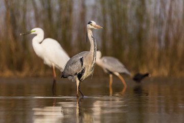 Grey Heron