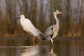 Grey Heron