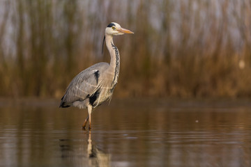 Grey Heron