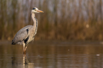 Grey Heron