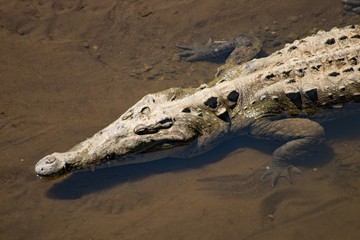 Krokodil