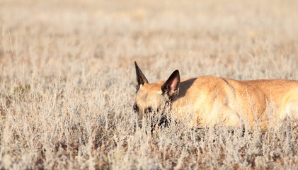 Spring Portrait of a beautiful dog breed Belgian Shepherd Malinois in the grass