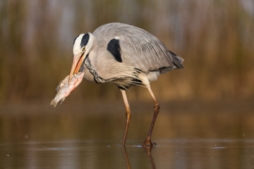 Grey Heron