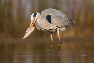 Grey Heron
