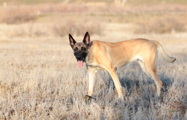 Spring Portrait of a beautiful dog breed Belgian Shepherd Malinois in the grass