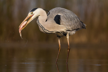 Grey Heron