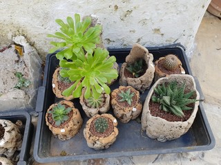 fresh herbs and spices Cactus