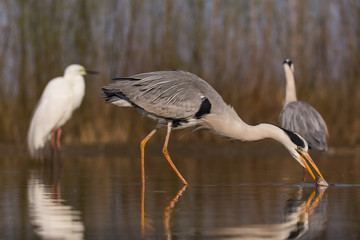 Fototapeta premium Grey Heron