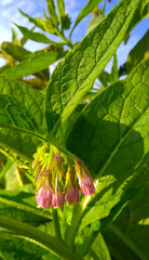 Flowers and buds on Common Comfrey (Symphytum officinale, symphytum grandiflorum) blooming on a bright sunny day. Close-up, selective focus. 