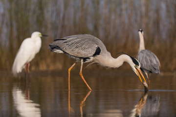 Grey Heron