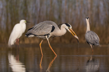 Grey Heron
